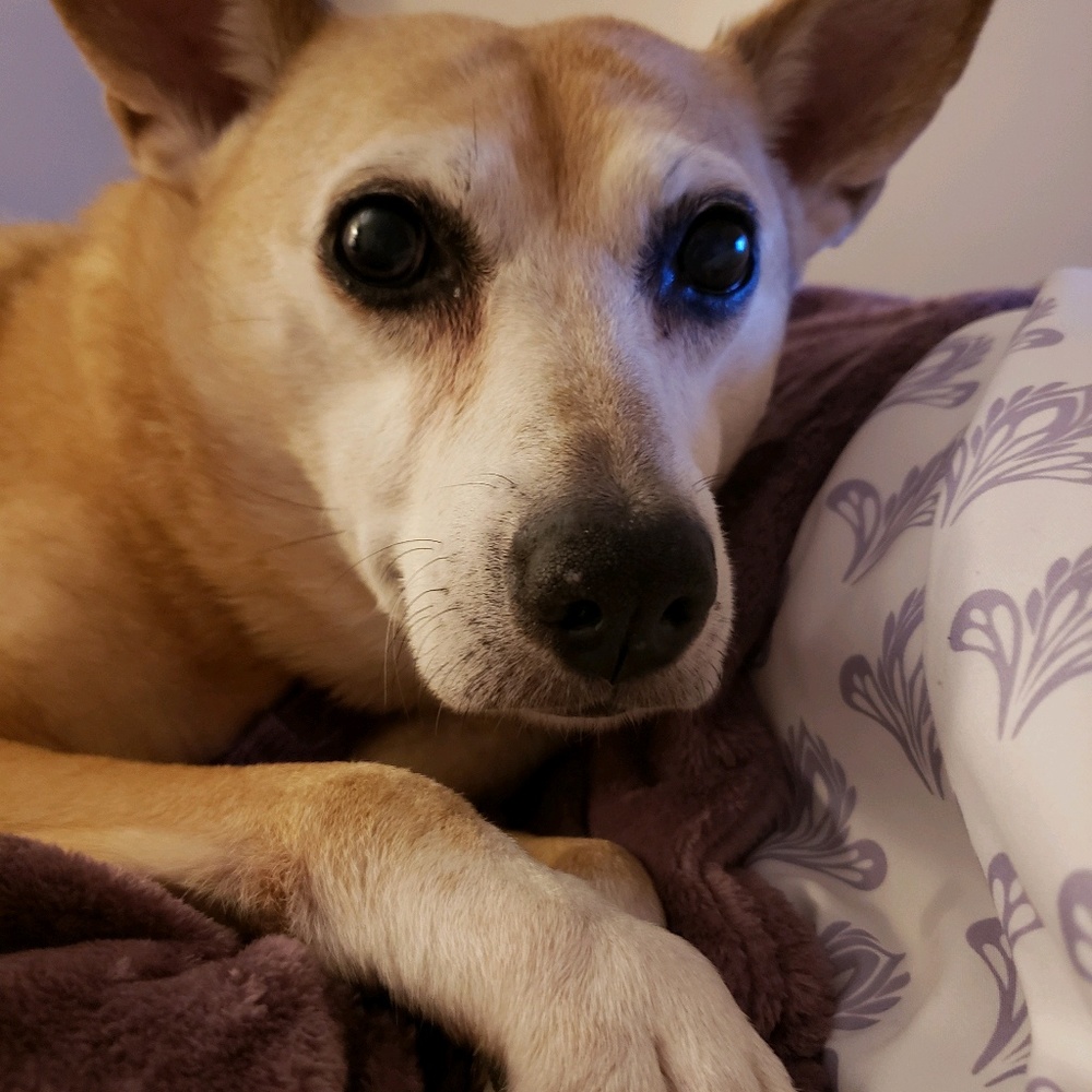 Meet your Posher, Laura